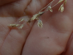 Poa colensoi