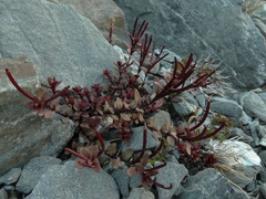 Epilobium porphyrium