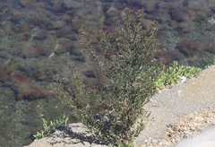 Erigeron popayanensis