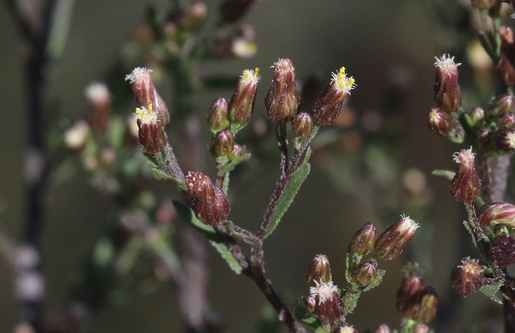 Erigeron popayanensis