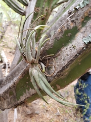 Tillandsia circinnatioides