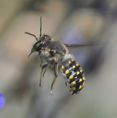 Anthidium maculosum