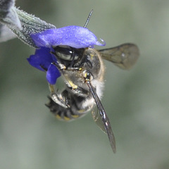 Anthidium maculosum