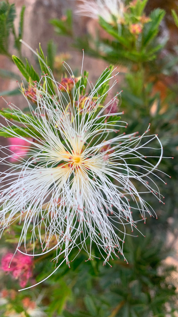 Calliandra fasciculata