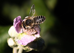 Megachile leachella