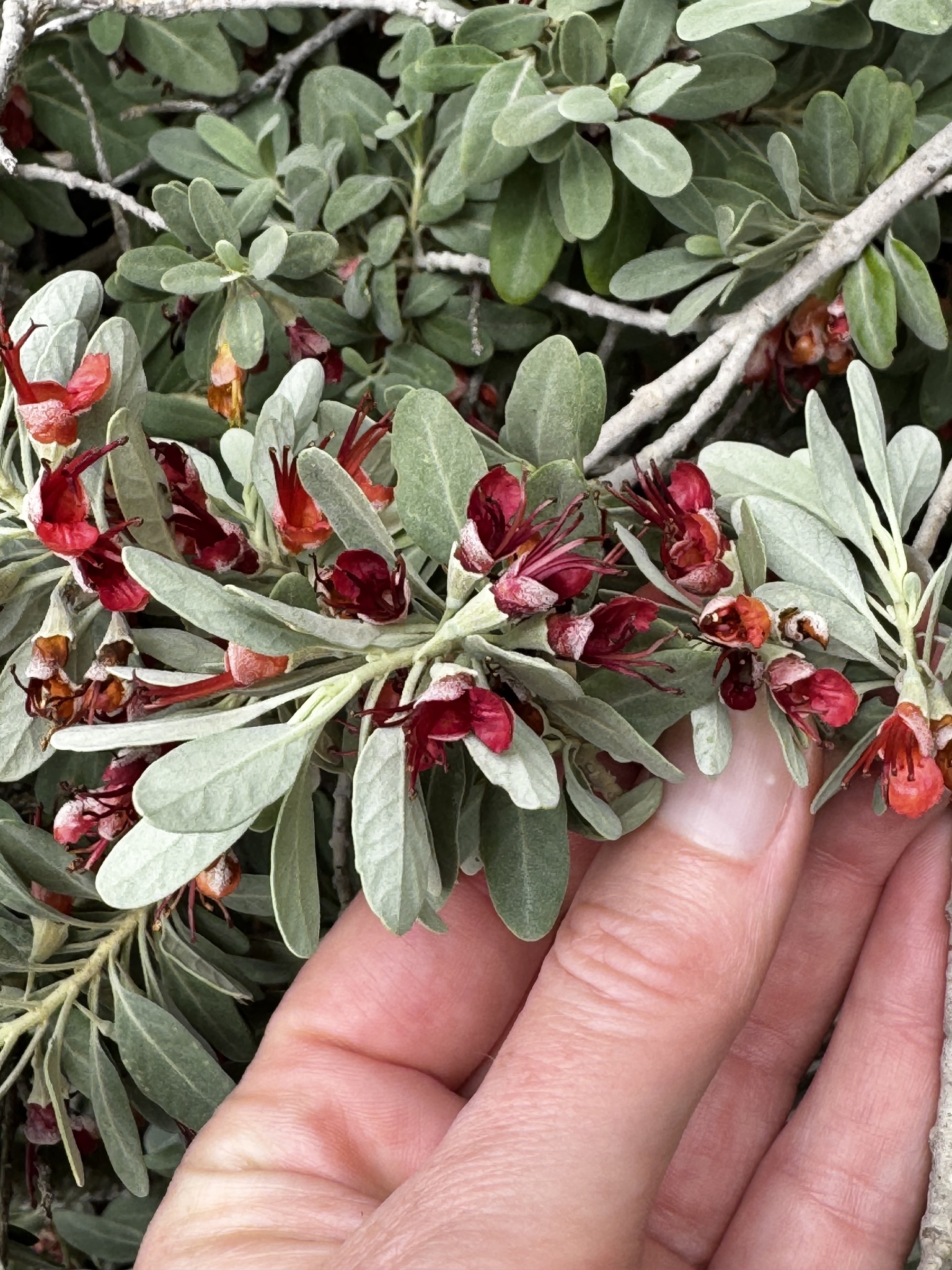 Teucrium heterophyllum