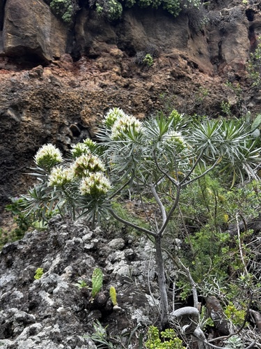 Echium leucophaeum, photograph 6