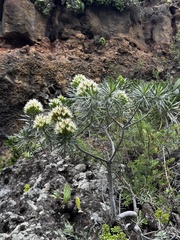 Echium leucophaeum, photograph melianie_max_and_asker, CC BY, iNaturalist via GBIF