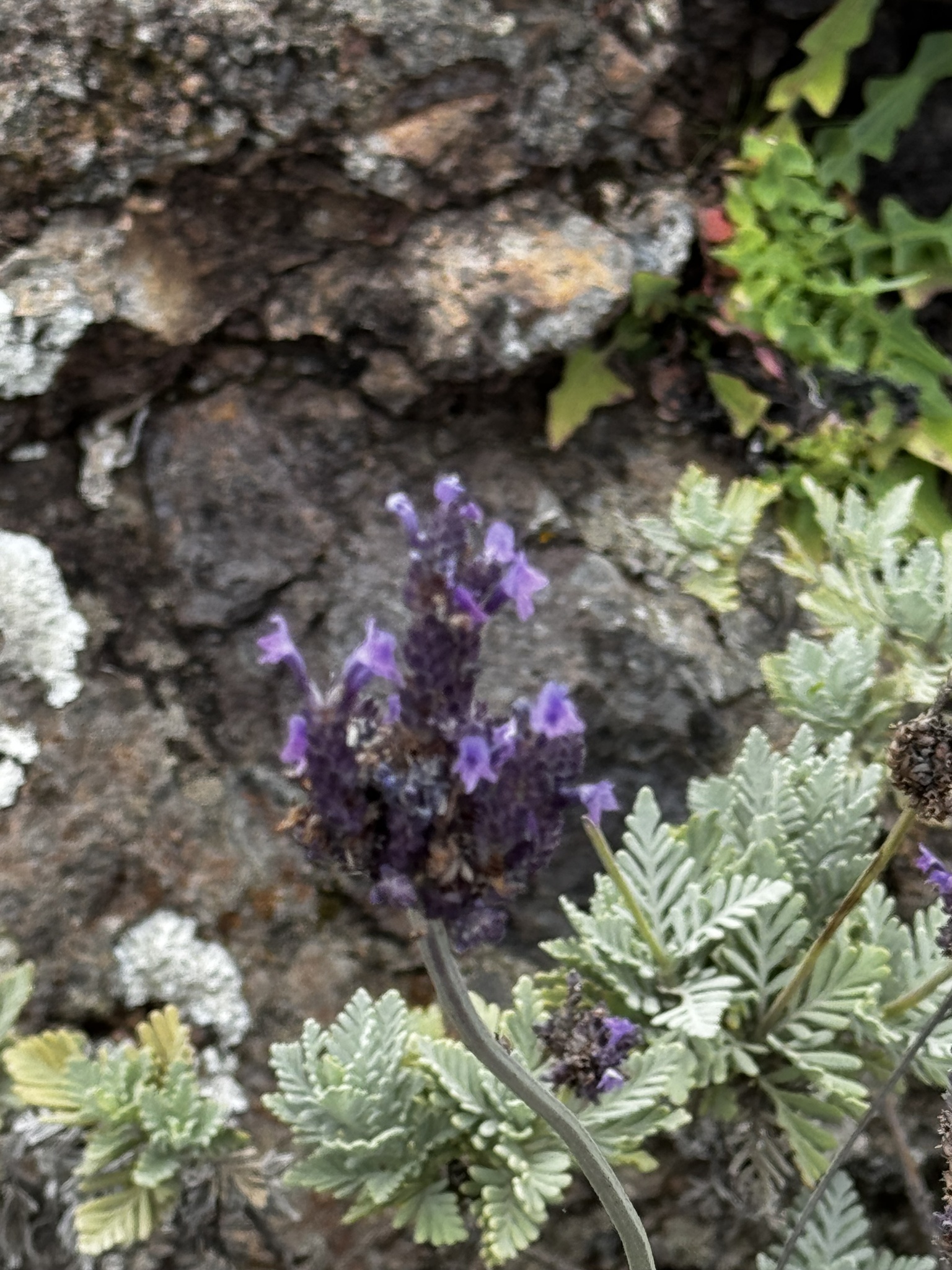 Lavandula buchii