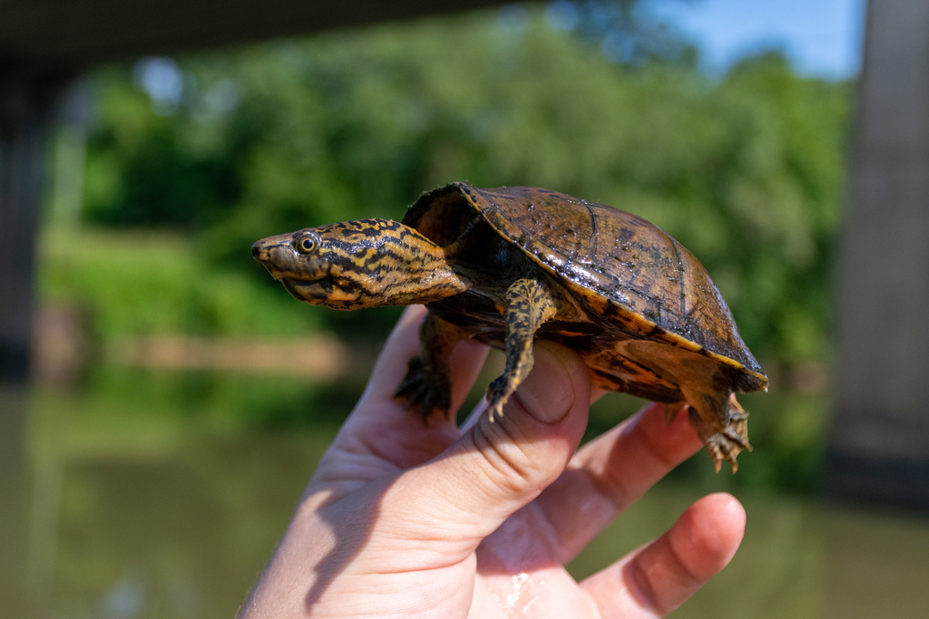 Stripe-necked Musk Turtle in July 2019 by Matthew Welc · iNaturalist