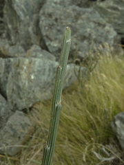 Carmichaelia crassicaulis