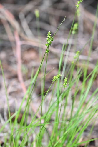 Image of Carex retroflexa by no rights reserved