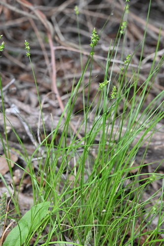 Image of Carex retroflexa by no rights reserved