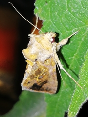 Chrysodeixis chalcites