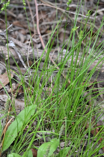 Image of Carex retroflexa by no rights reserved