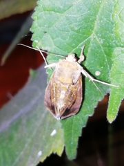 Chrysodeixis chalcites
