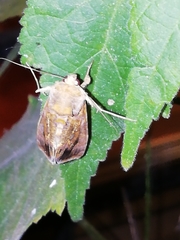 Chrysodeixis chalcites
