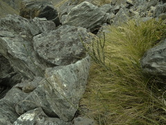 Carmichaelia crassicaulis