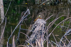 Chrysemys dorsalis
