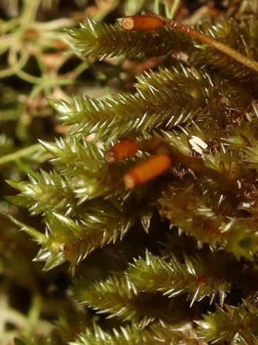 Hollia myrmecoa observed 2025-04-17