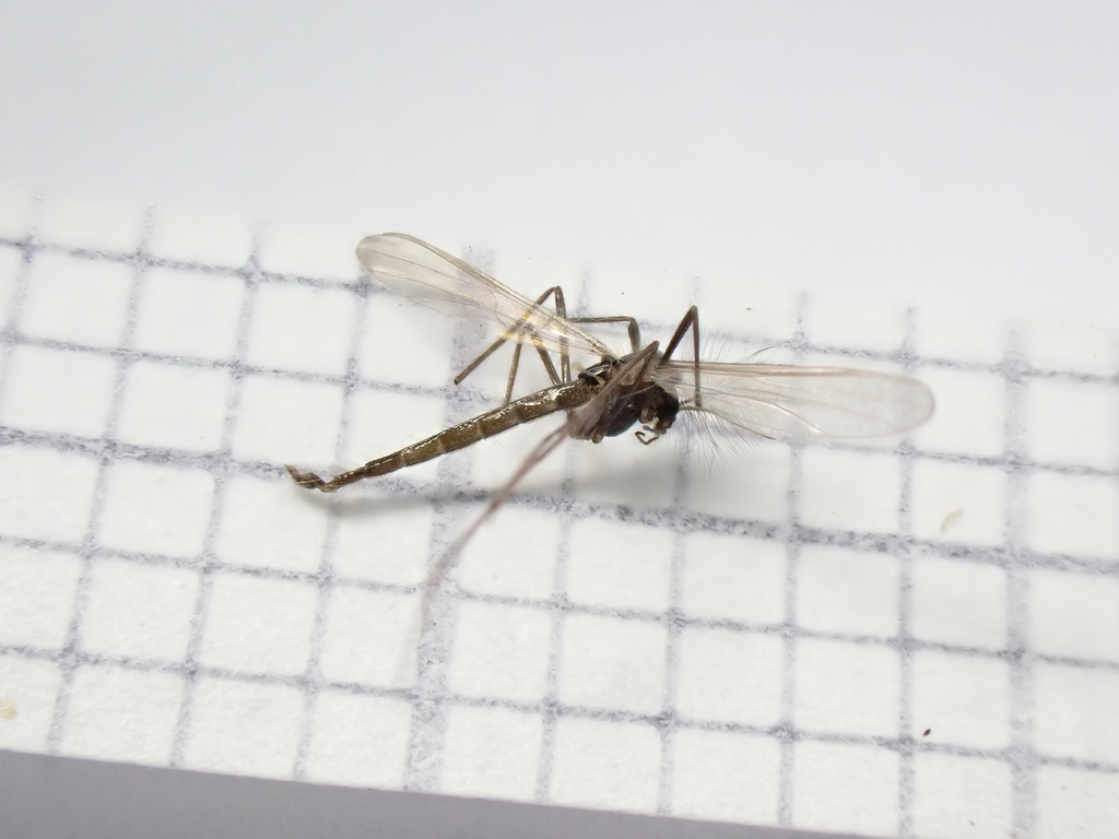 Micropsectra radialis
