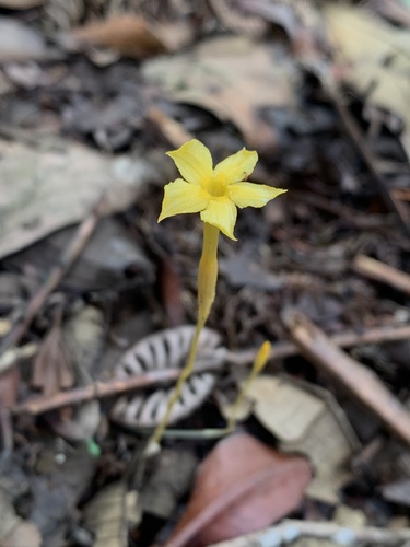 Voyria aphylla