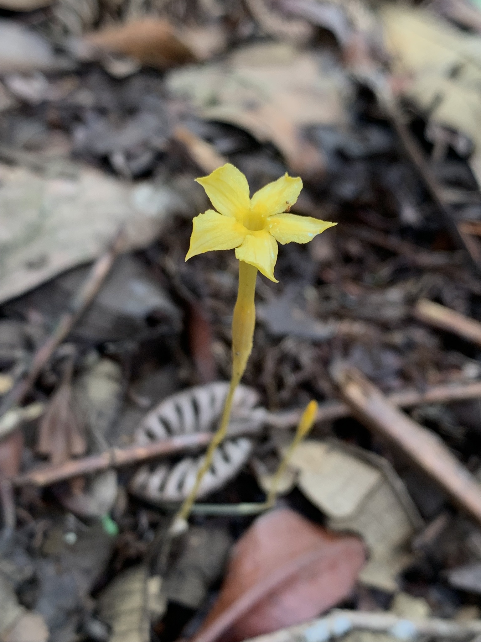 Voyria aphylla
