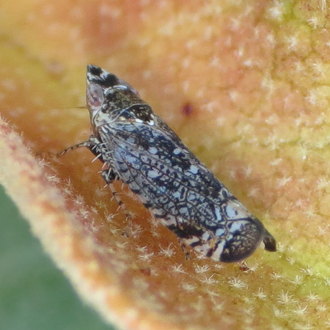 Scaphytopius diabolus