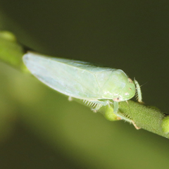 Gyponana angulata