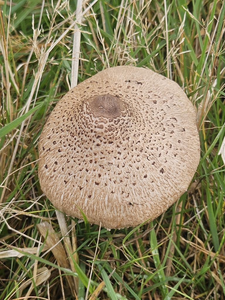Macrolepiota clelandii · April 2025 · photo: © jacog (iNaturalist, cc0)