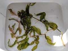 Potamogeton praelongus