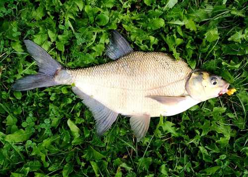 Common Bream
