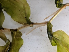 Potamogeton praelongus
