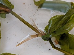Potamogeton praelongus