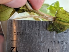 Potamogeton praelongus