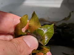 Potamogeton praelongus