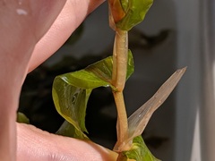 Potamogeton praelongus