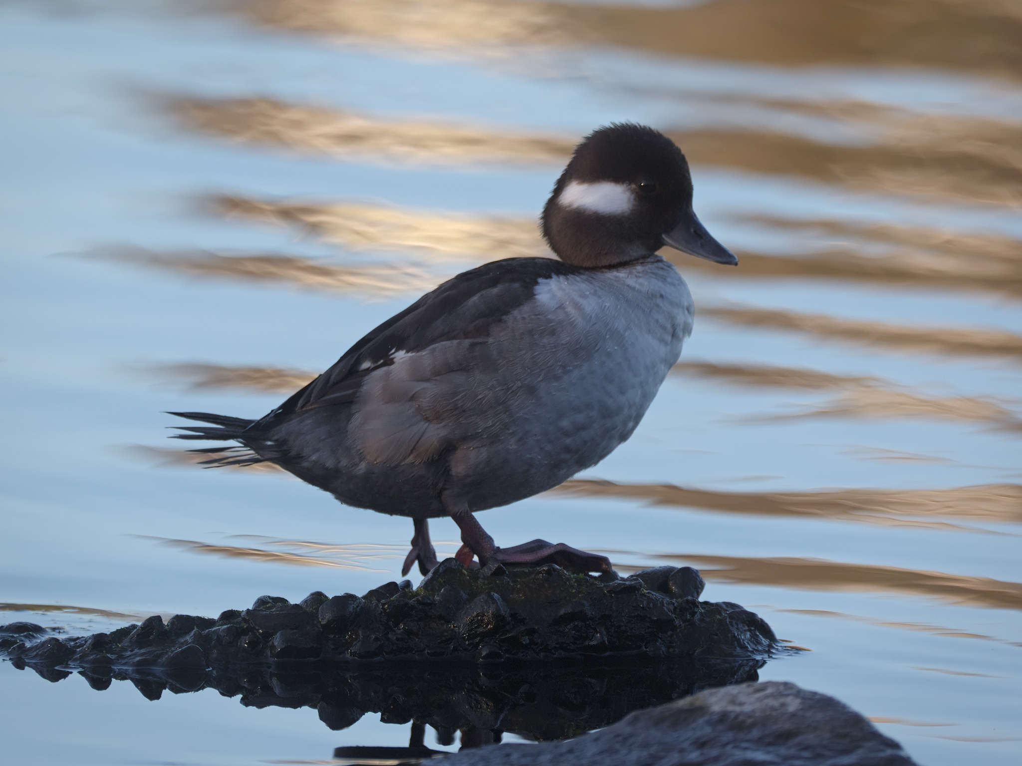 Bufflehead (Bucephala albeola)