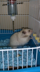 Mesocricetus auratus