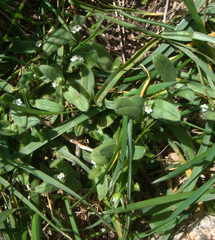 Myosotis pusilla