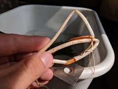 Potamogeton praelongus