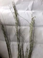 Diplachne fusca