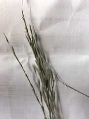 Diplachne fusca