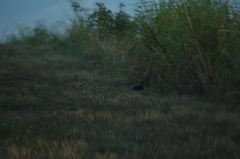 Francolinus francolinus