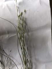 Diplachne fusca
