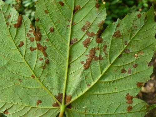 Sycamore Felt Gall Mite