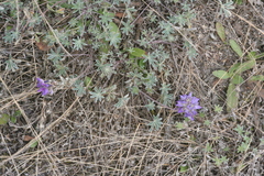 Lupinus lepidus lobbii