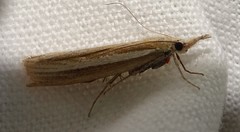 Agriphila selasella