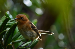 Chasiempis sclateri