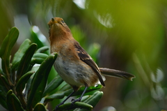 Chasiempis sclateri
